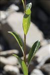 Salix myrsinifolia Salisb. subsp. myrsinifolia