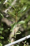 Salix myrsinifolia Salisb. subsp. myrsinifolia