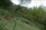 Deschampsia cespitosa subsp. rhenana (Gremli) Kerguélen