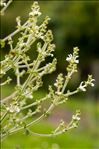 Salvia aethiopis L.