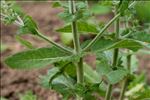 Salvia aethiopis L.