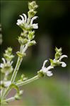 Salvia aethiopis L.