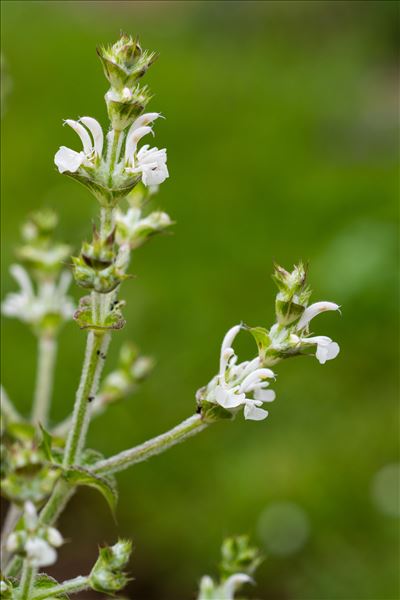 Salvia aethiopis L.