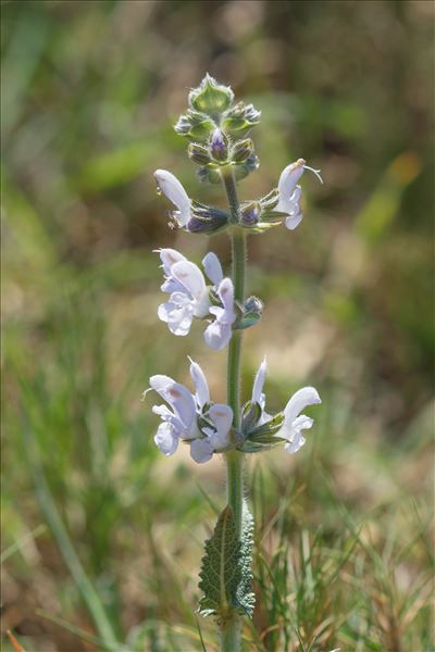 Salvia verbenaca subsp. clandestina (L.) Batt.