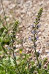 Salvia verbenaca subsp. clandestina (L.) Batt.