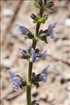 Salvia verbenaca subsp. clandestina (L.) Batt.