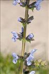 Salvia verbenaca subsp. clandestina (L.) Batt.