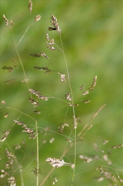 Deschampsia media (Gouan) Roem. & Schult.