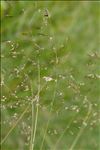 Deschampsia media (Gouan) Roem. & Schult.