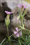 Saponaria caespitosa DC.