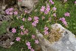 Saponaria caespitosa DC.