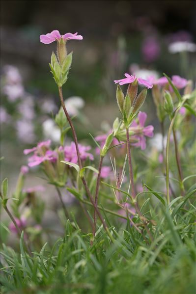 Saponaria caespitosa DC.