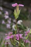 Saponaria caespitosa DC.