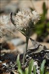 Saussurea alpina subsp. depressa (Gren.) Gremli