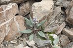 Saussurea alpina subsp. depressa (Gren.) Gremli