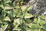 Saussurea discolor (Willd.) DC.