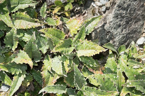 Saussurea discolor (Willd.) DC.