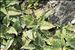 Saussurea discolor (Willd.) DC.
