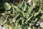 Saussurea discolor (Willd.) DC.