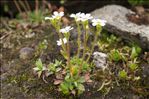 Saxifraga androsacea L.