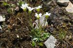 Saxifraga androsacea L.