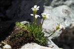 Saxifraga androsacea L.