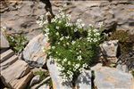 Saxifraga androsacea L.