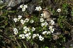 Saxifraga androsacea L.