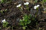 Saxifraga androsacea L.