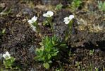 Saxifraga androsacea L.