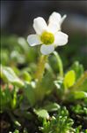 Saxifraga androsacea L.