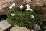 Saxifraga androsacea L.