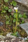 Saxifraga androsacea L.