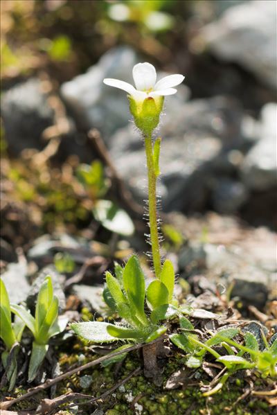 Saxifraga androsacea L.