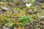 Saxifraga androsacea L.