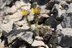 Saxifraga aretioides Lapeyr.