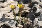 Saxifraga aretioides Lapeyr.