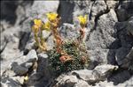 Saxifraga aretioides Lapeyr.