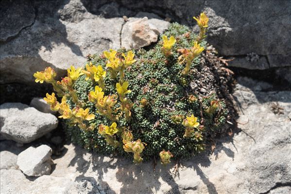 Saxifraga aretioides Lapeyr.