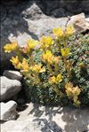 Saxifraga aretioides Lapeyr.