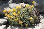 Saxifraga aretioides Lapeyr.