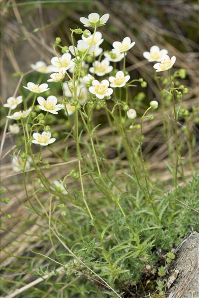 Saxifraga aspera L.