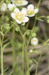 Saxifraga aspera L.