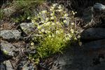 Saxifraga aspera L.