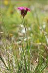Dianthus carthusianorum L.