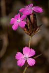 Dianthus carthusianorum L.
