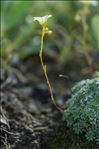 Saxifraga caesia L.