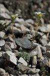 Saxifraga caesia L.