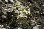 Saxifraga caesia L.