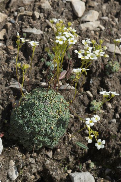 Saxifraga caesia L.